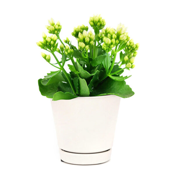 Kalanchoe blossfeldiana 'Calandiva White' - Image 8