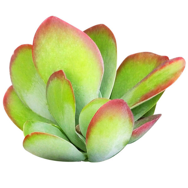 Kalanchoe Flapjacks Succulent - Image 8