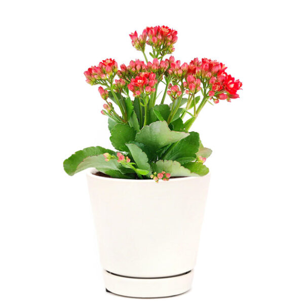 Kalanchoe blossfeldiana 'Calandiva Red' - Image 7