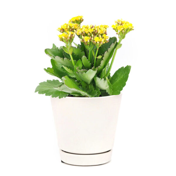 Kalanchoe blossfeldiana 'Calandiva Yellow' - Image 4