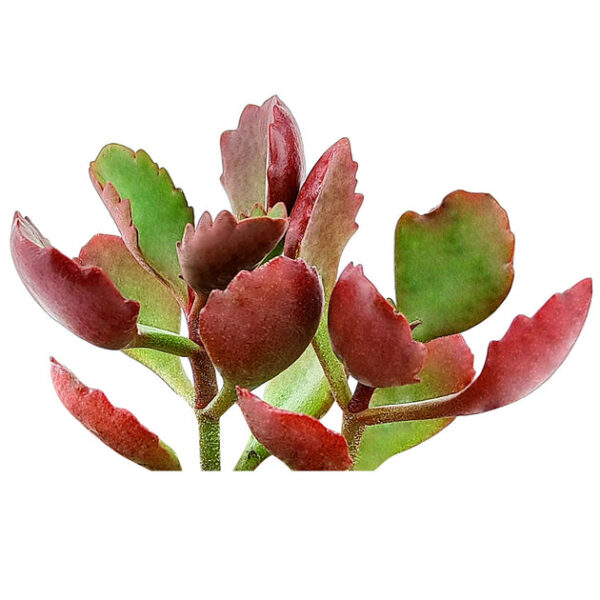 Six Angled Kalanchoe - Image 3