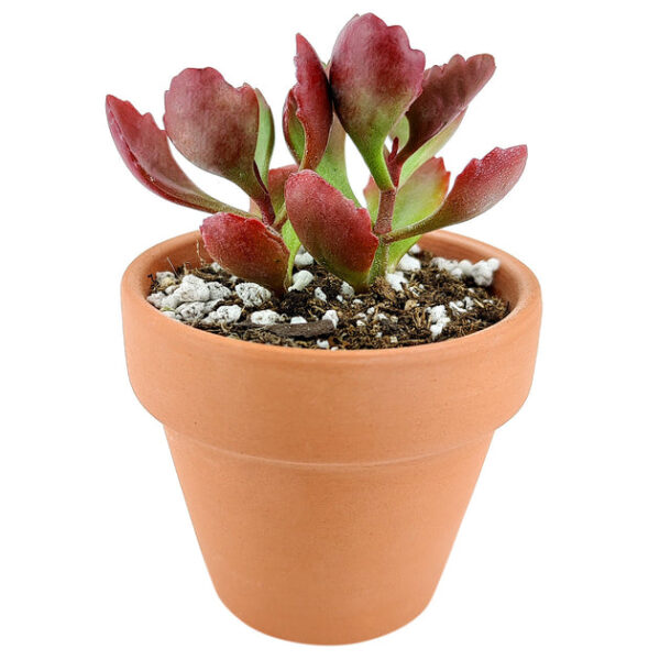Six Angled Kalanchoe - Image 4