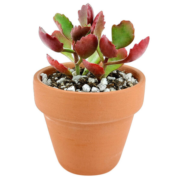 Six Angled Kalanchoe - Image 5