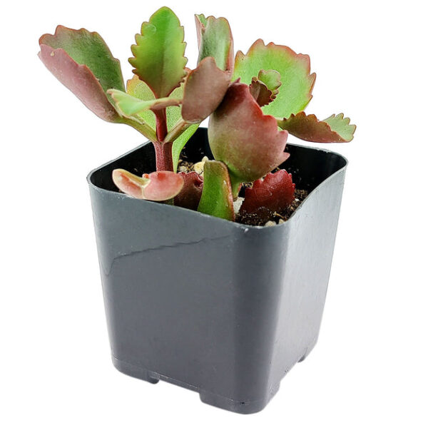 Six Angled Kalanchoe - Image 6