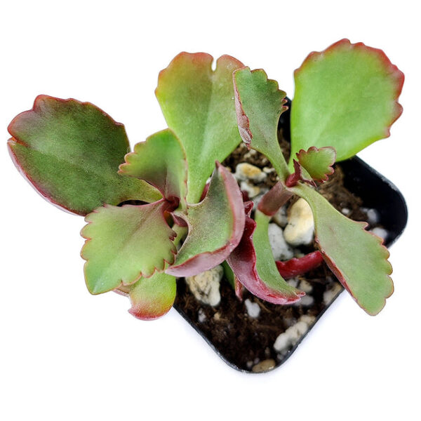 Six Angled Kalanchoe - Image 7