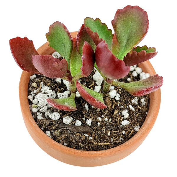 Six Angled Kalanchoe - Image 8