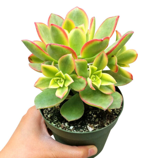 Aeonium Kiwi Haworthii - Image 9