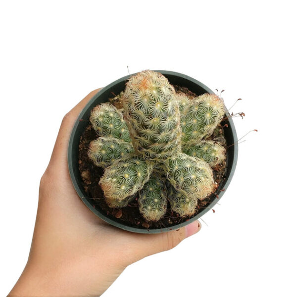 Lady Fingers Cactus Mammillaria Elongata - Image 4