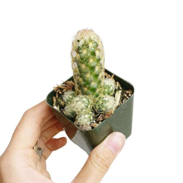 Lady Fingers Cactus Mammillaria Elongata - Image 5