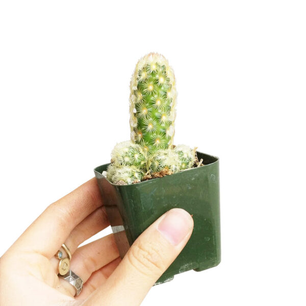 Lady Fingers Cactus Mammillaria Elongata - Image 6