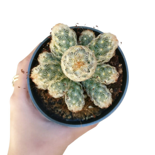 Lady Fingers Cactus Mammillaria Elongata - Image 7
