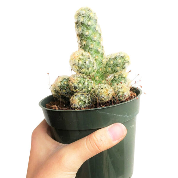 Lady Fingers Cactus Mammillaria Elongata - Image 8
