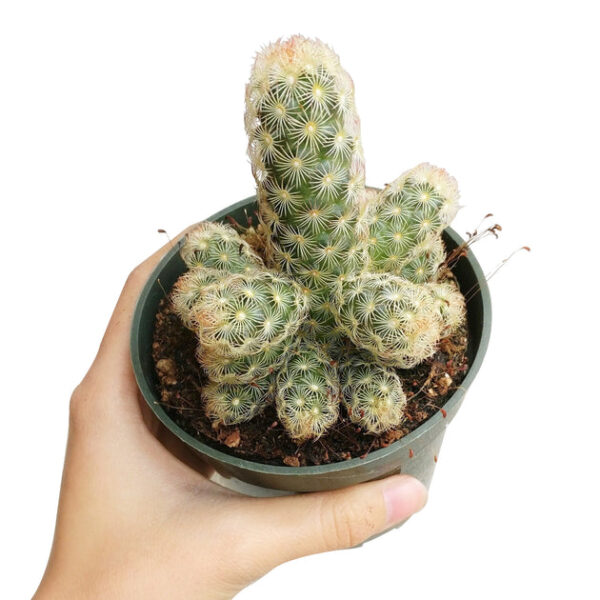Lady Fingers Cactus Mammillaria Elongata - Image 9
