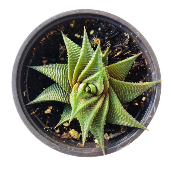 Haworthia Limifolia Twister - Image 5