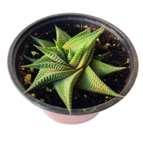 Haworthia Limifolia Twister - Image 6