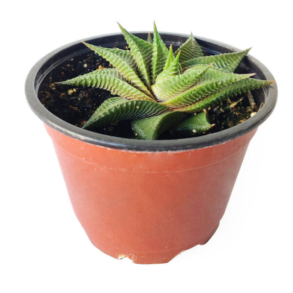 Haworthia Limifolia Twister - Image 7