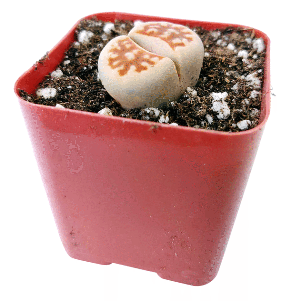 Lithops Living Stones Live Cactus - Image 9