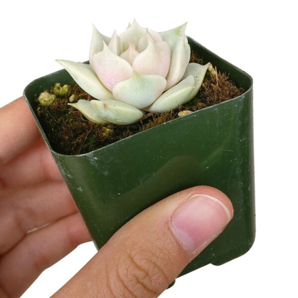 Echeveria Lola Succulent - Image 5