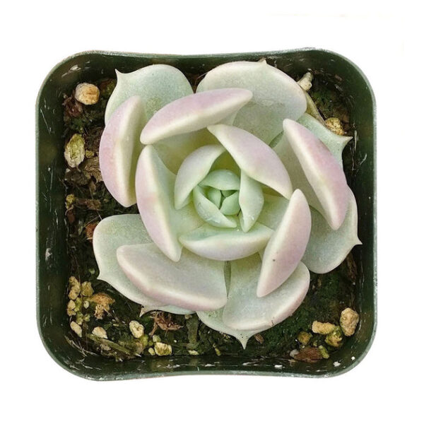 Echeveria Lola Succulent - Image 4