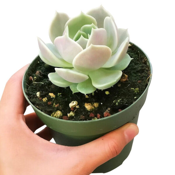 Echeveria Lola Succulent - Image 2