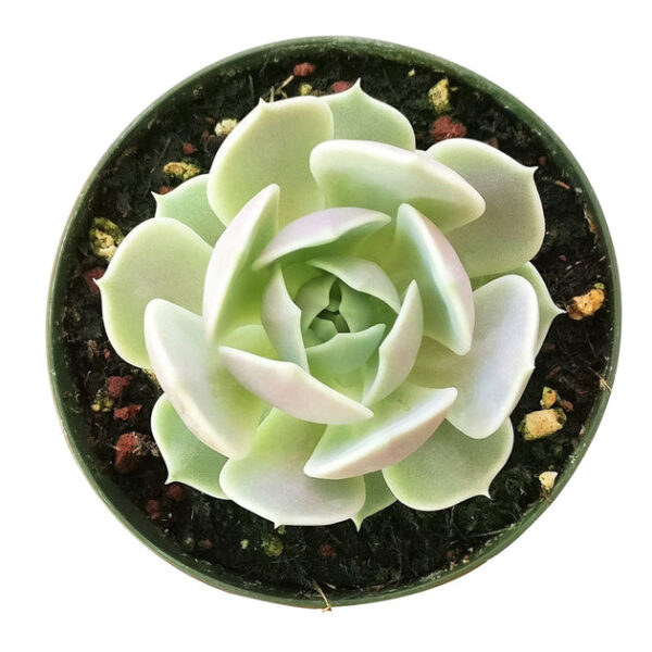Echeveria Lola Succulent - Image 3