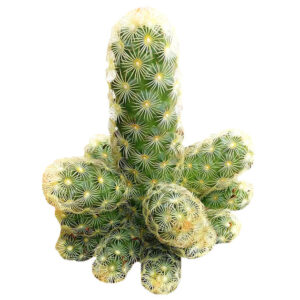 Lady Fingers Cactus Mammillaria Elongata