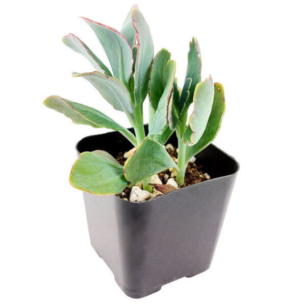 Lavender Scallops Kalanchoe - Image 8