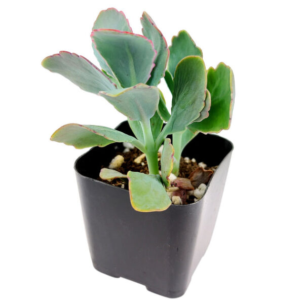 Lavender Scallops Kalanchoe - Image 4