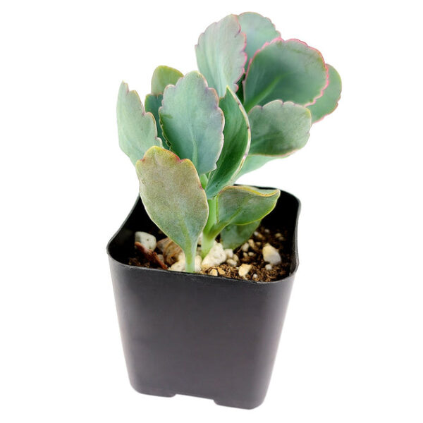 Lavender Scallops Kalanchoe - Image 9