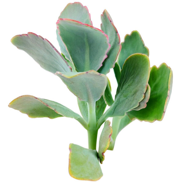 Lavender Scallops Kalanchoe - Image 2