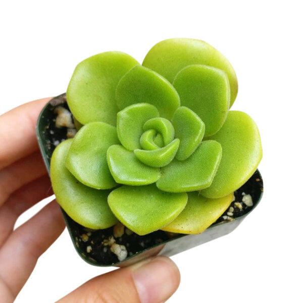Aeonium Lily Pad Rosettes - Image 4
