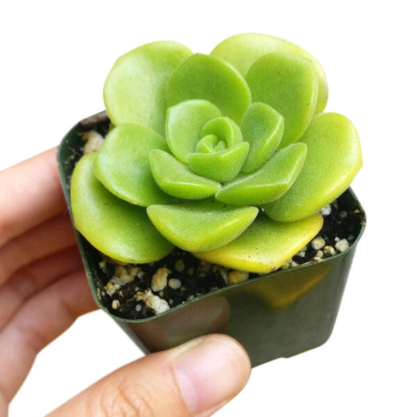 Aeonium Lily Pad Rosettes - Image 5