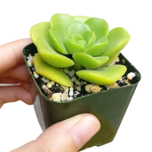 Aeonium Lily Pad Rosettes - Image 6