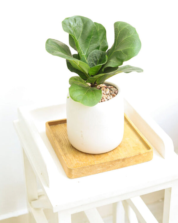 Ficus Lyrata Little Sunshine - Image 4