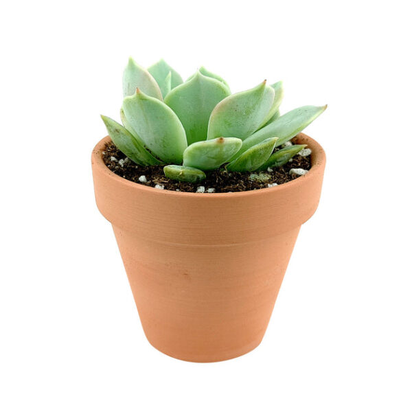 Echeveria Lola Succulent - Image 8
