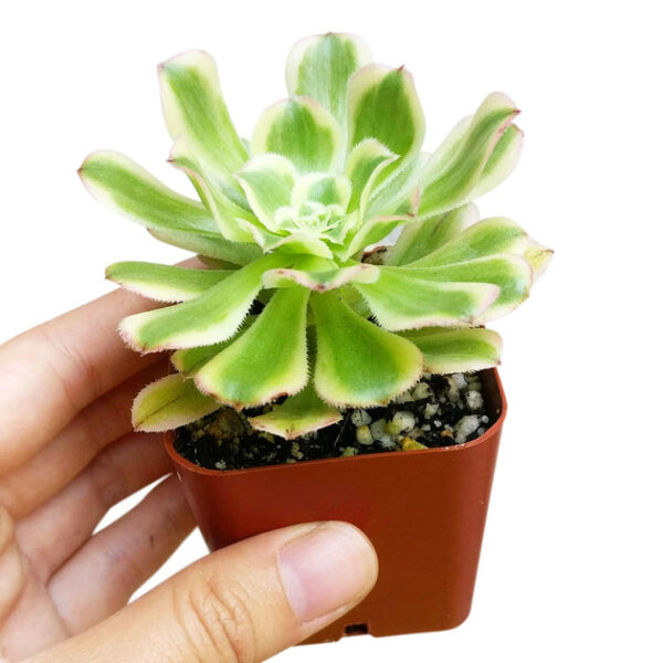 Aeonium Luteovariegatum - Image 5
