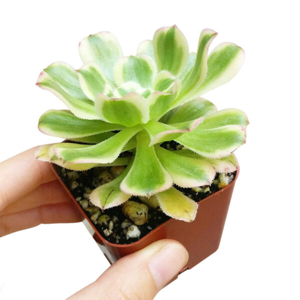 Aeonium Luteovariegatum - Image 4