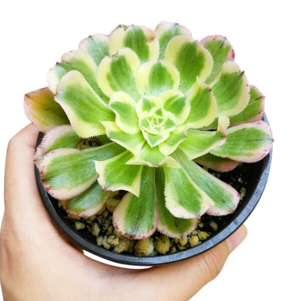 Aeonium Luteovariegatum - Image 3