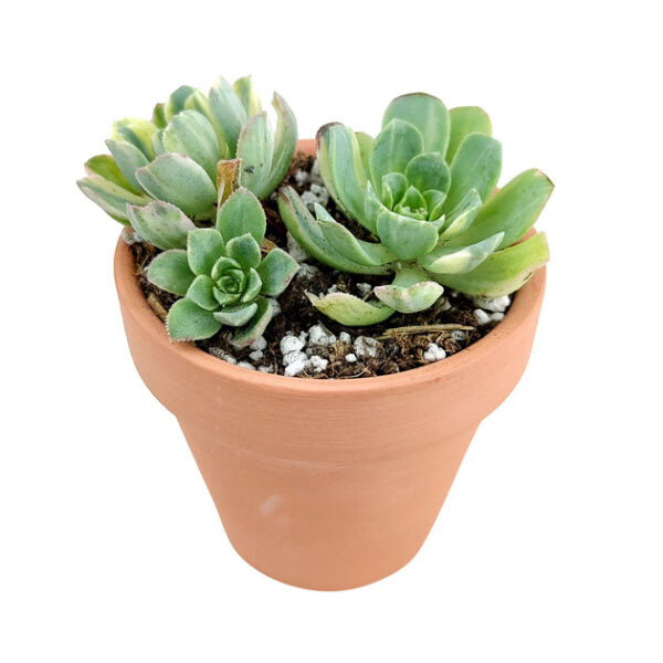 Aeonium Luteovariegatum - Image 6