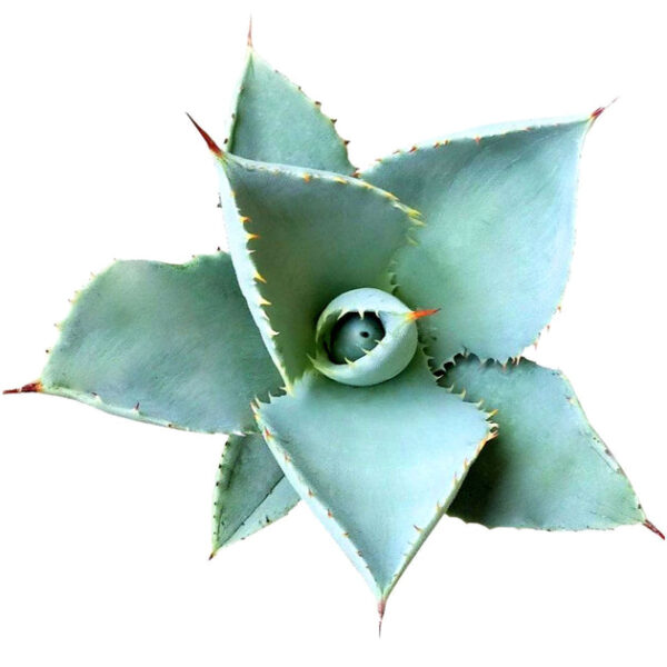 Maguey Chato Agave - Image 3