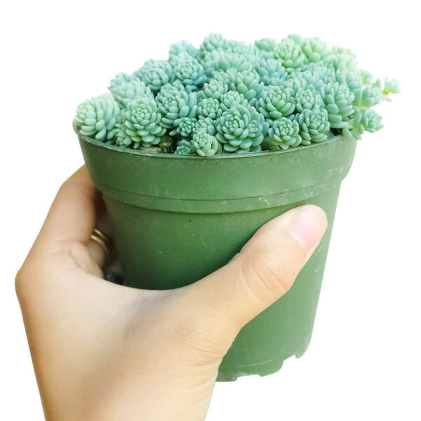 Sedum Major Succulent - Image 8
