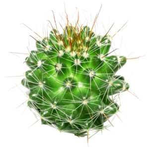 Mammillaria Fittkaui Cactus