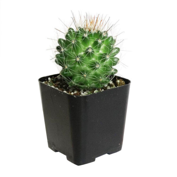 Mammillaria Fittkaui Cactus - Image 2