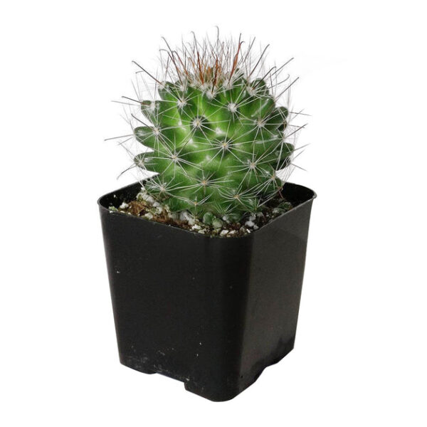 Mammillaria Fittkaui Cactus - Image 3