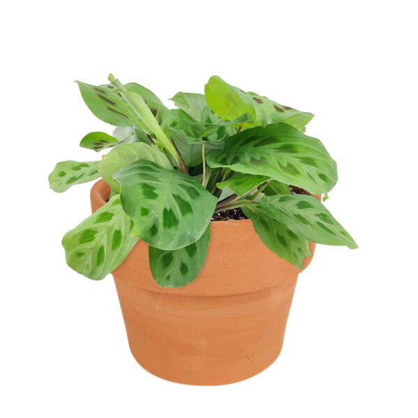 Maranta Green Prayer Plant - Image 8