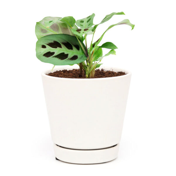 Maranta Green Prayer Plant - Image 9
