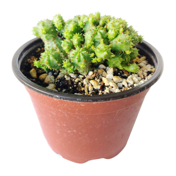 Euphorbia Monstrose Cactus - Image 8
