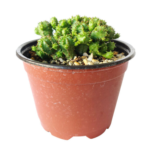 Euphorbia Monstrose Cactus - Image 9