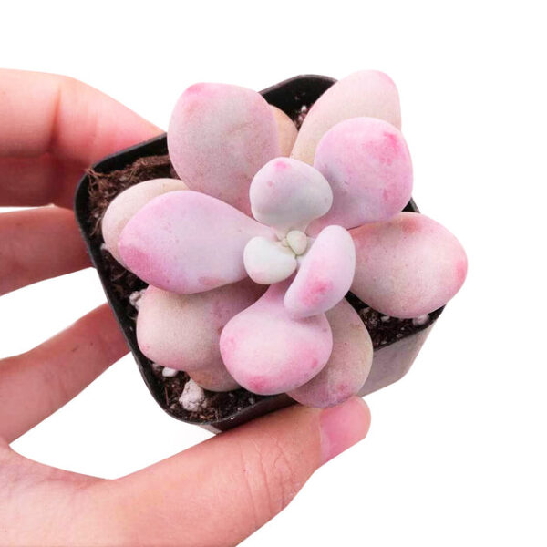 Moonstones Pachyphytum - Image 7