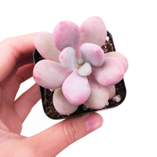 Moonstones Pachyphytum - Image 5